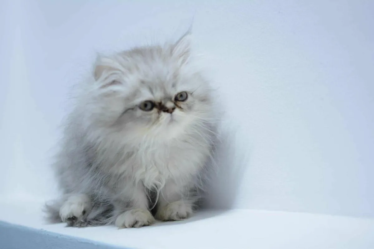 Cat - Image 1