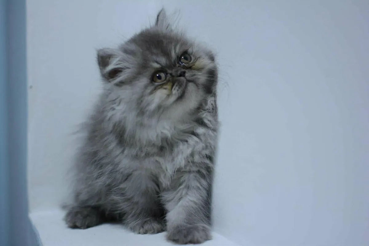 Cat - Image 3