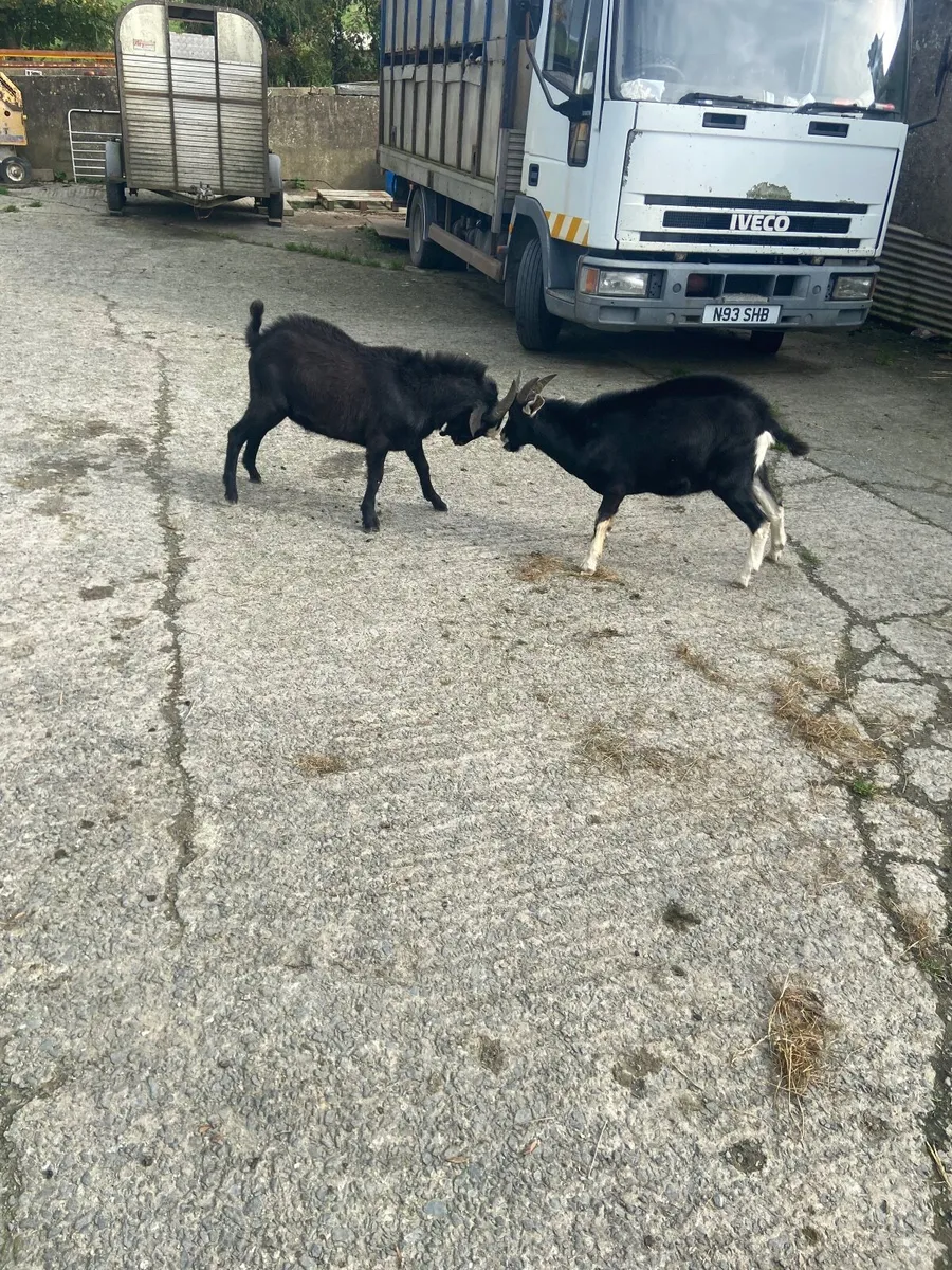 Goat - Image 1