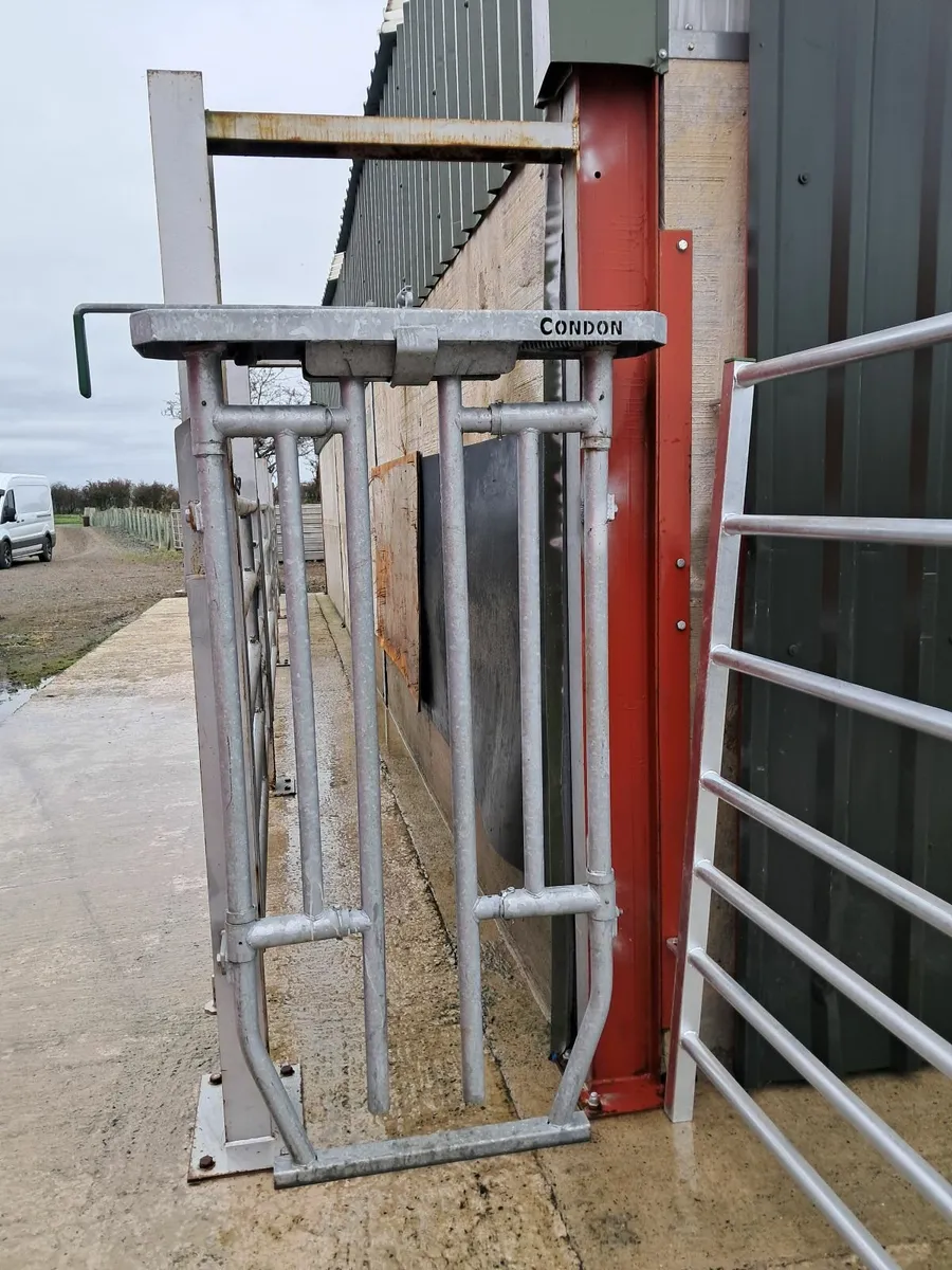 Condon Semi-Auto Cattle Crush Gate – Excellent Con - Image 1
