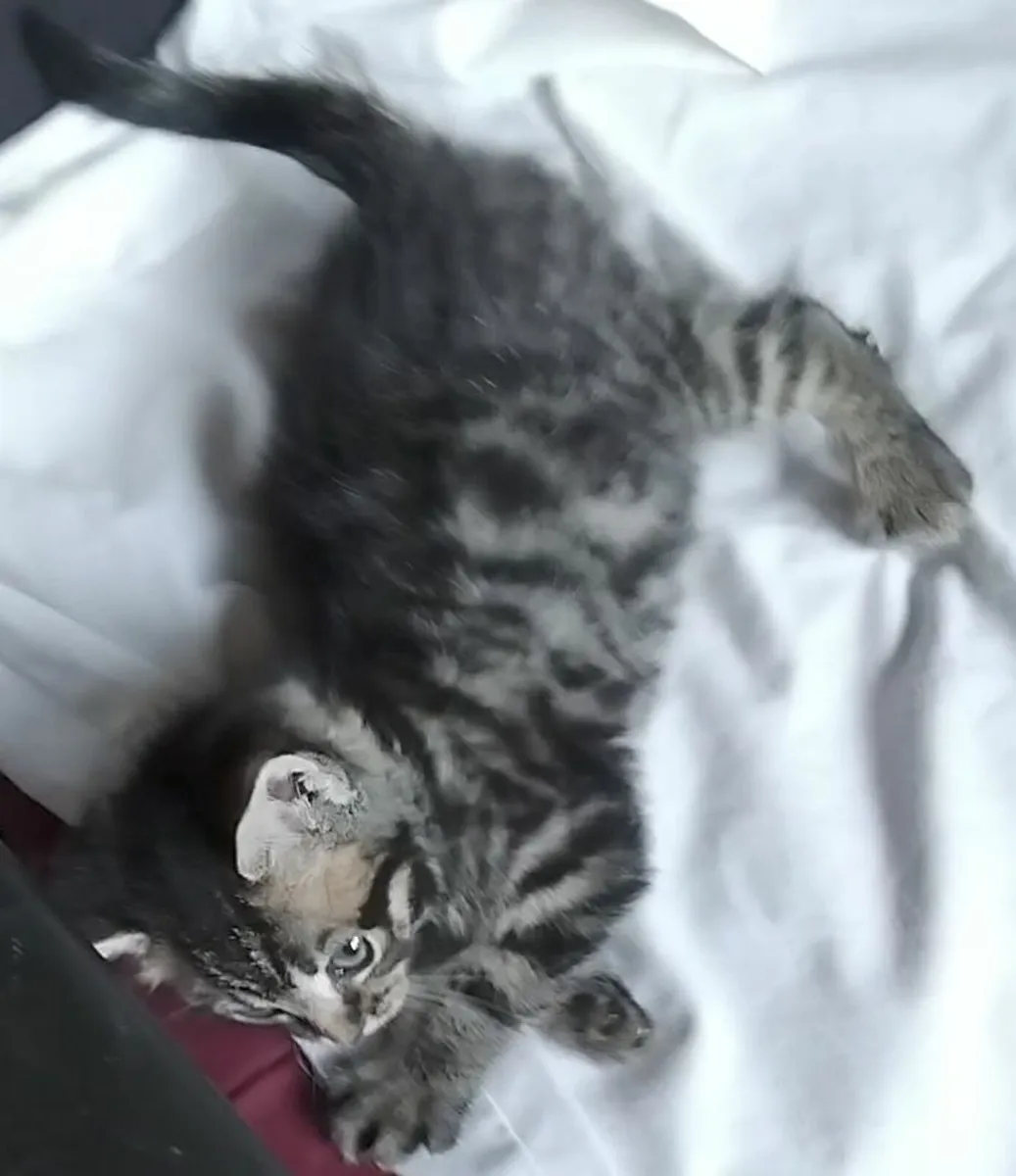 Kittens - Image 2