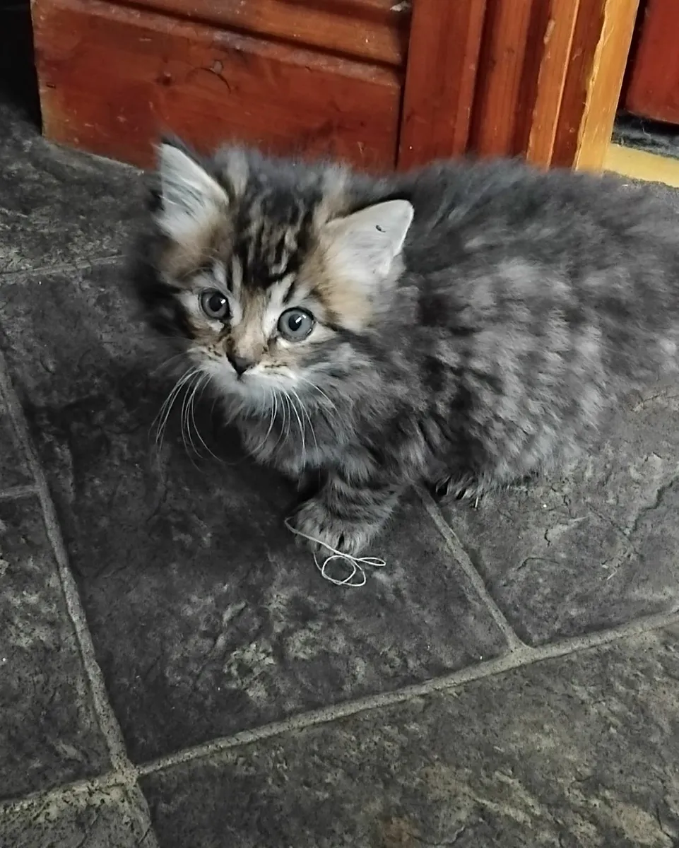 Kittens - Image 1