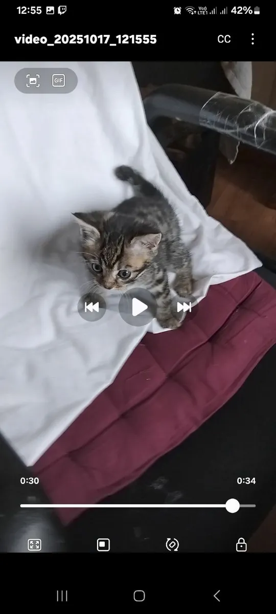 Kittens - Image 3