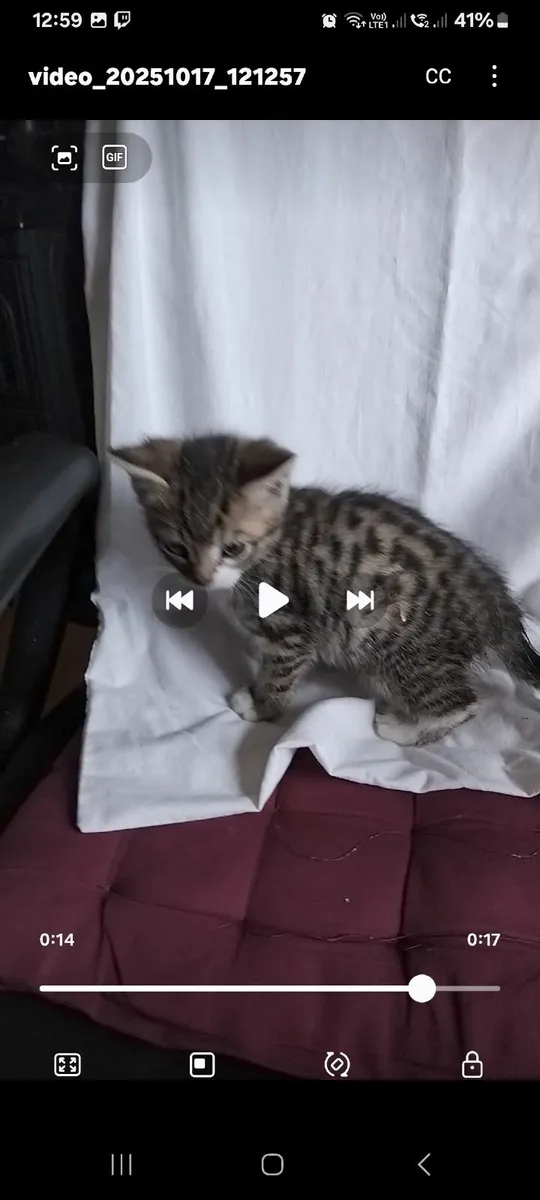 Kittens - Image 4