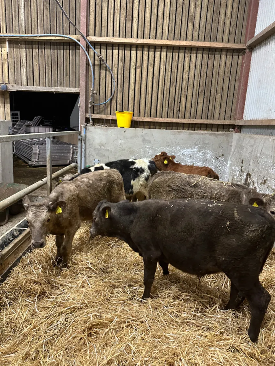 Bulls - Image 2