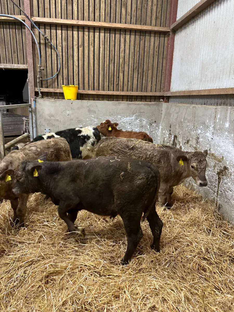 Bulls - Image 1