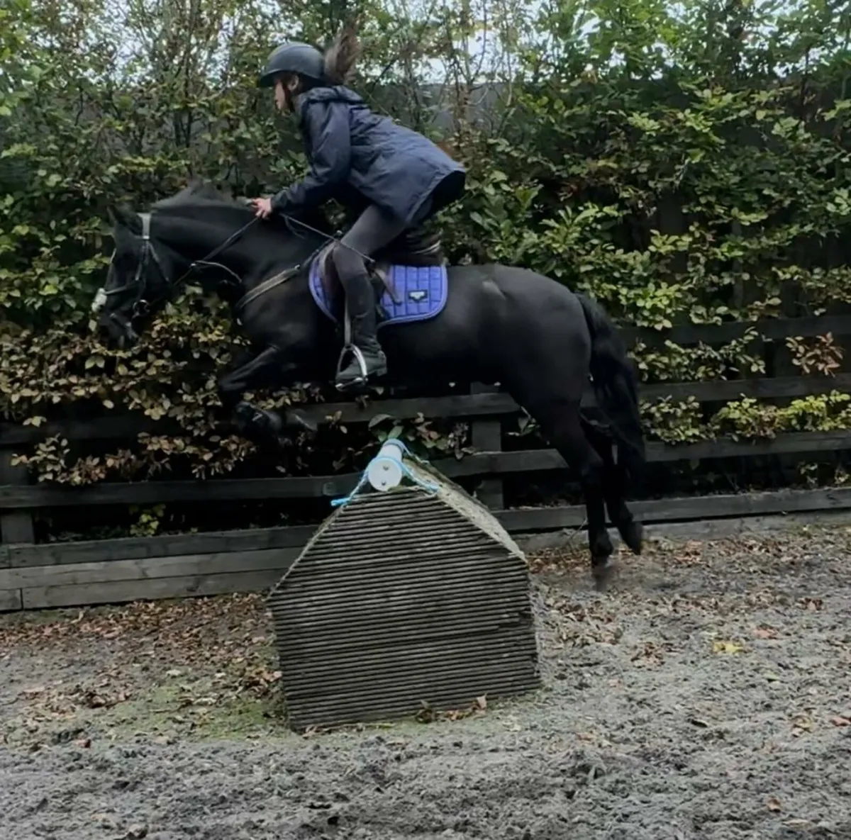 Amazing 128 pony - Image 2