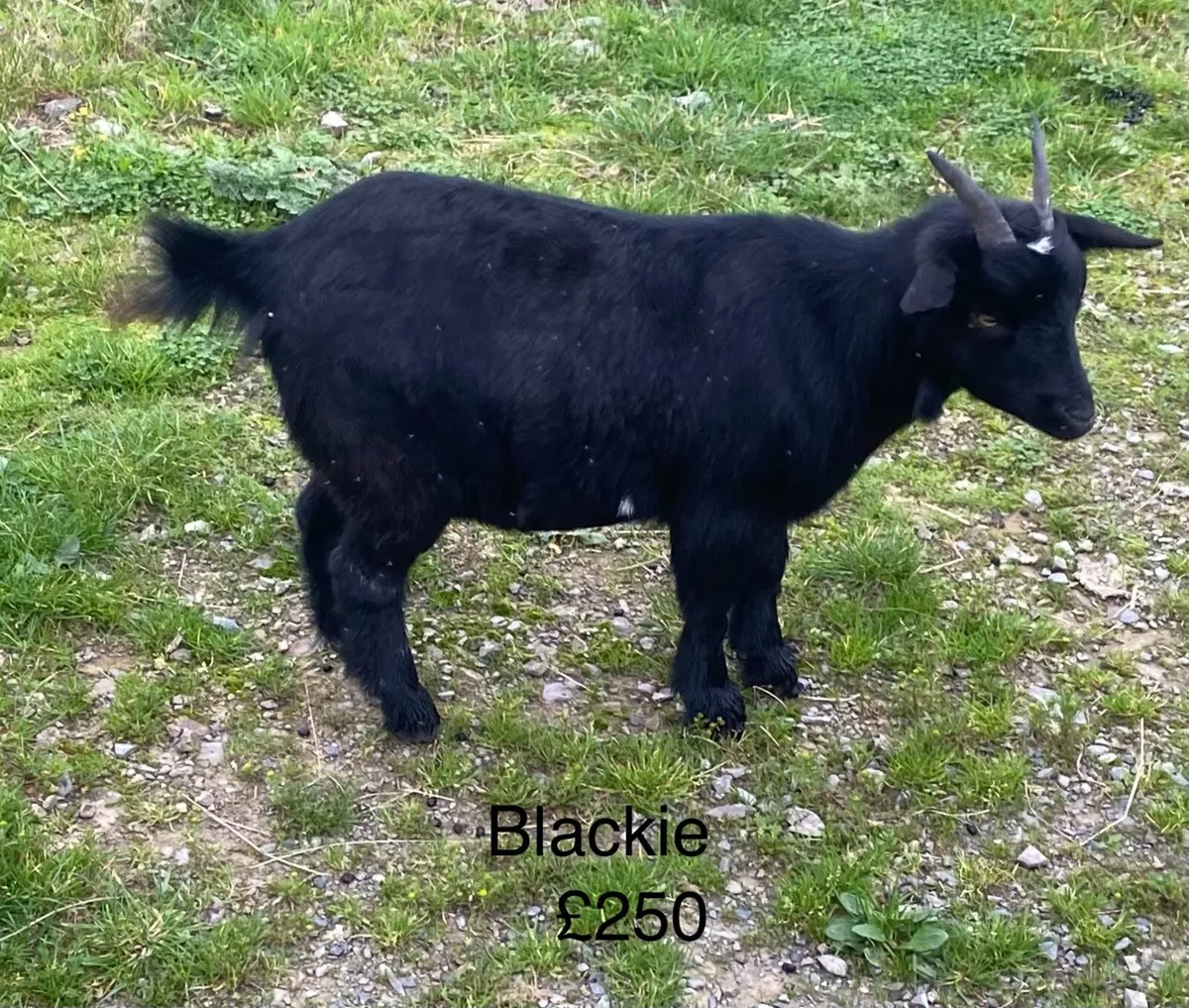 Pygmy goats - Image 2