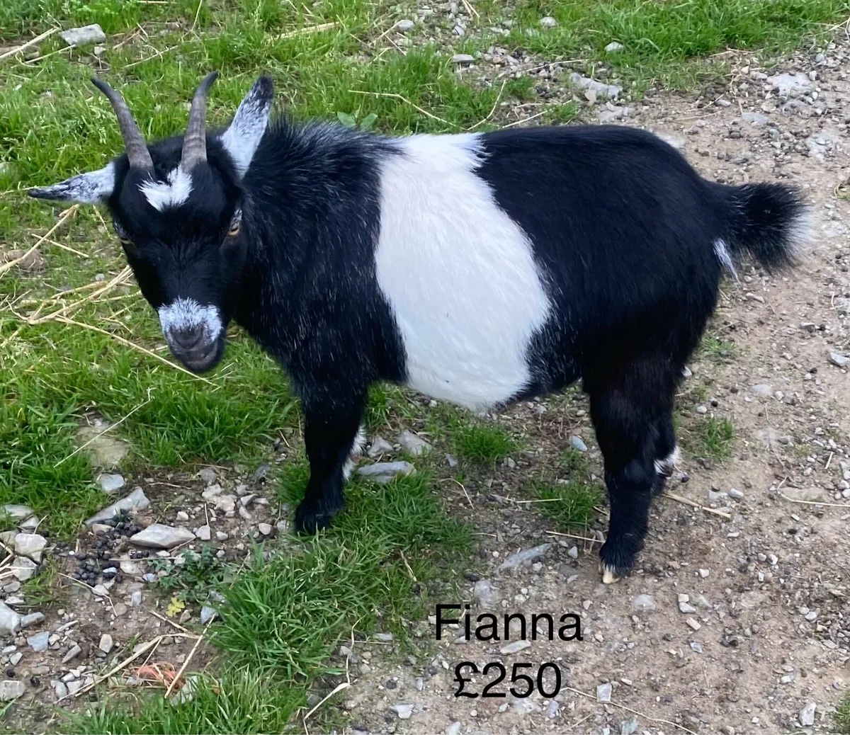 Pygmy goats - Image 1