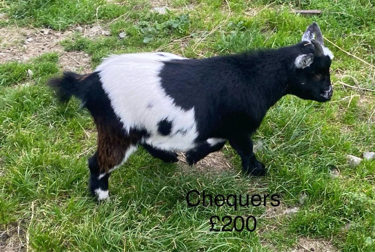 Pygmy goats - Image 3