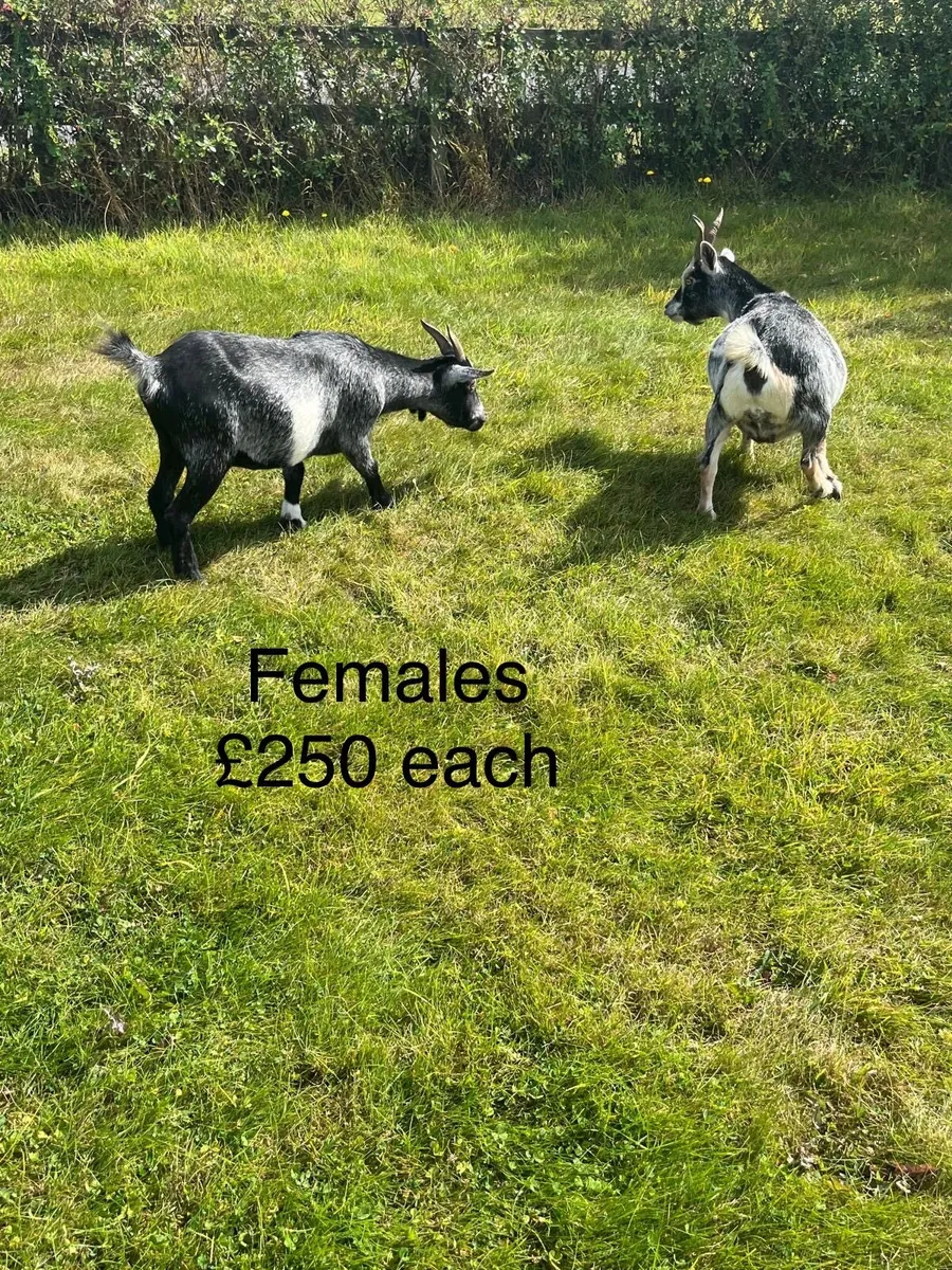 Pygmy goats - Image 4