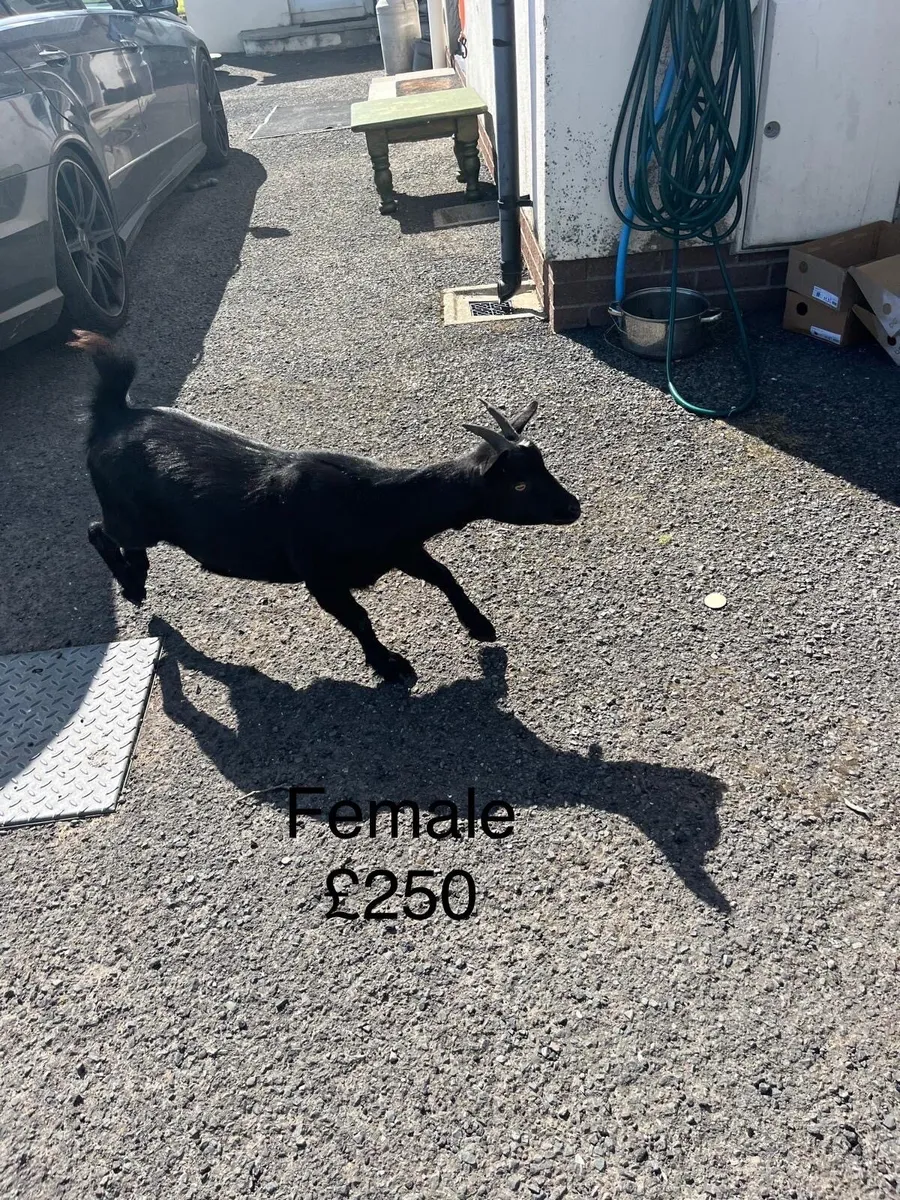 Pygmy goats - Image 3