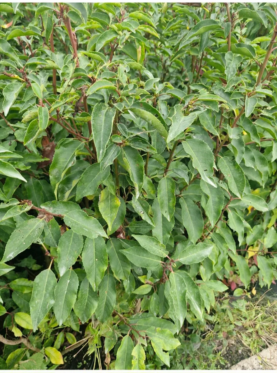 Large potted hedging for sale - Image 1