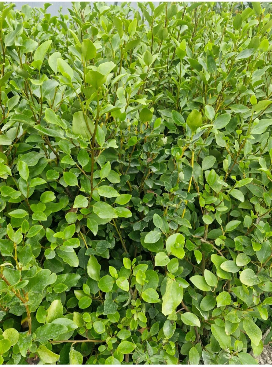Large potted hedging for sale - Image 2