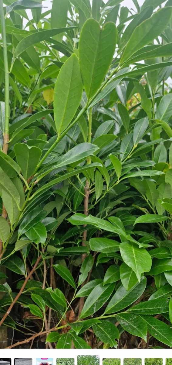 Large potted hedging for sale - Image 3