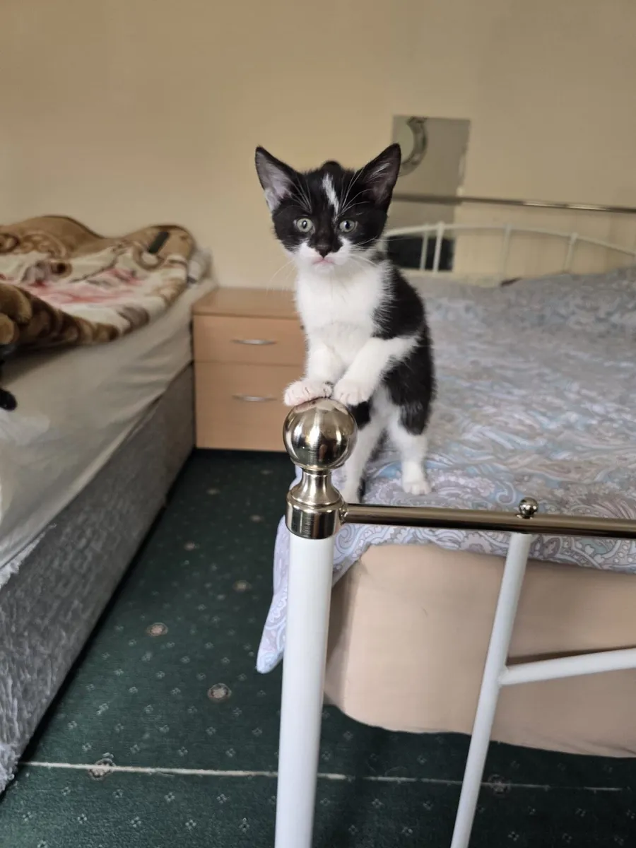 Kittens in Mallow 4 available - Image 1