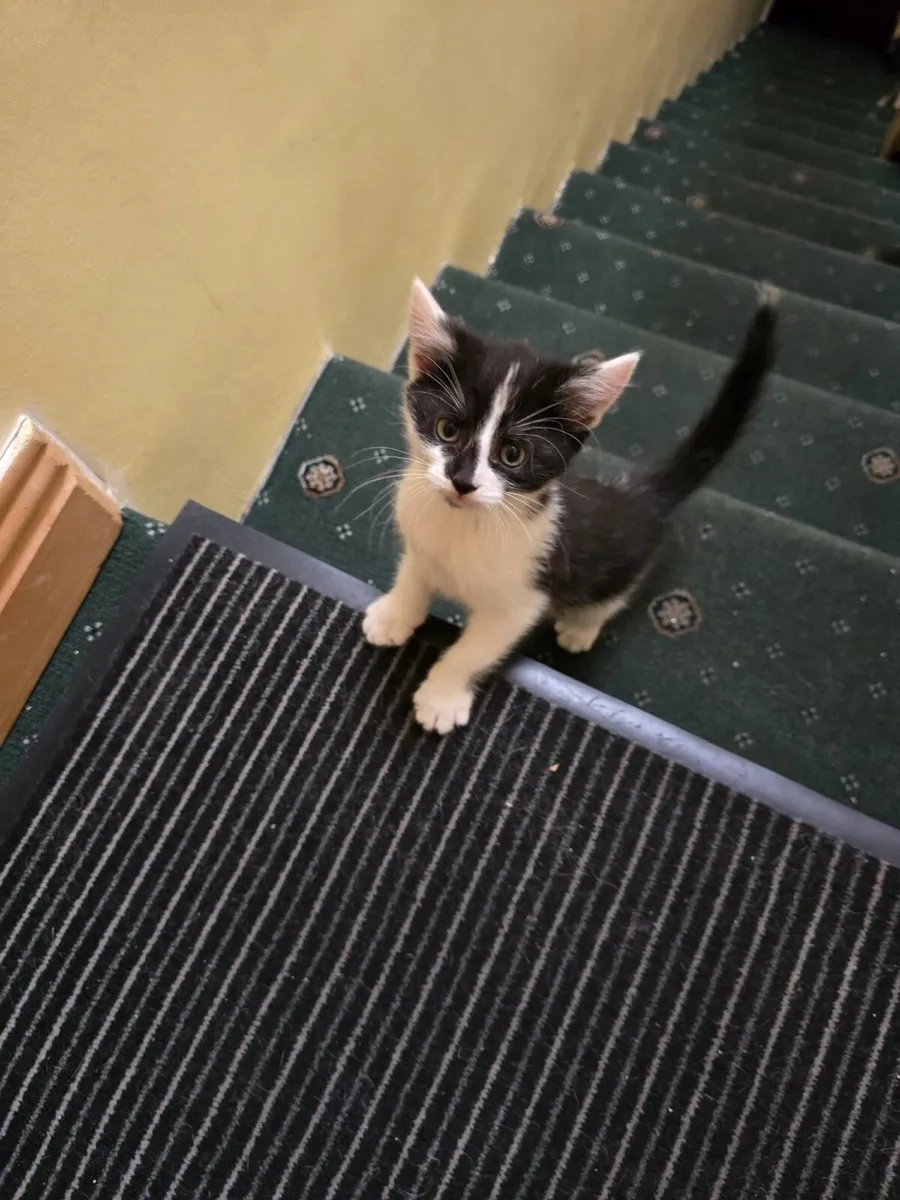 Kittens in Mallow 4 available contact number below - Image 3
