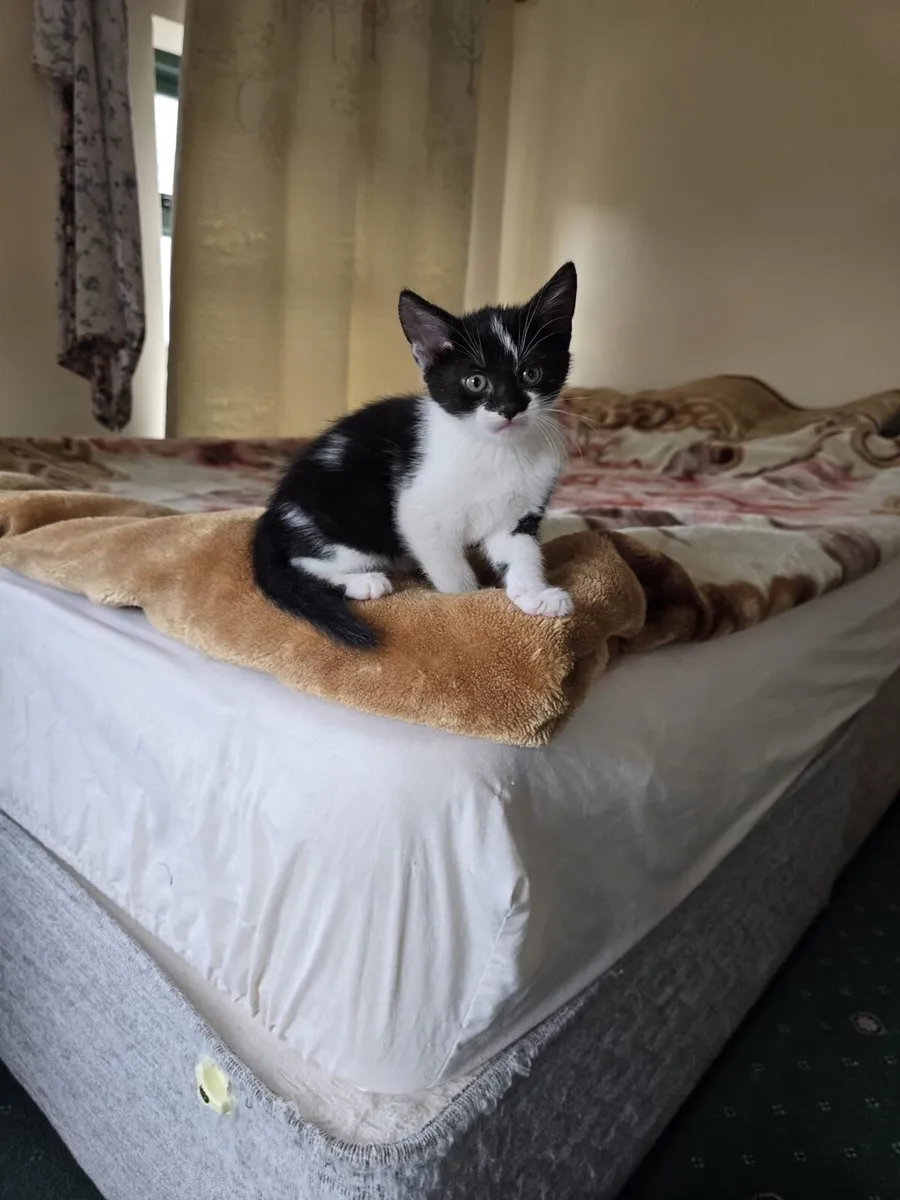 Kittens in Mallow 4 available contact number below - Image 4