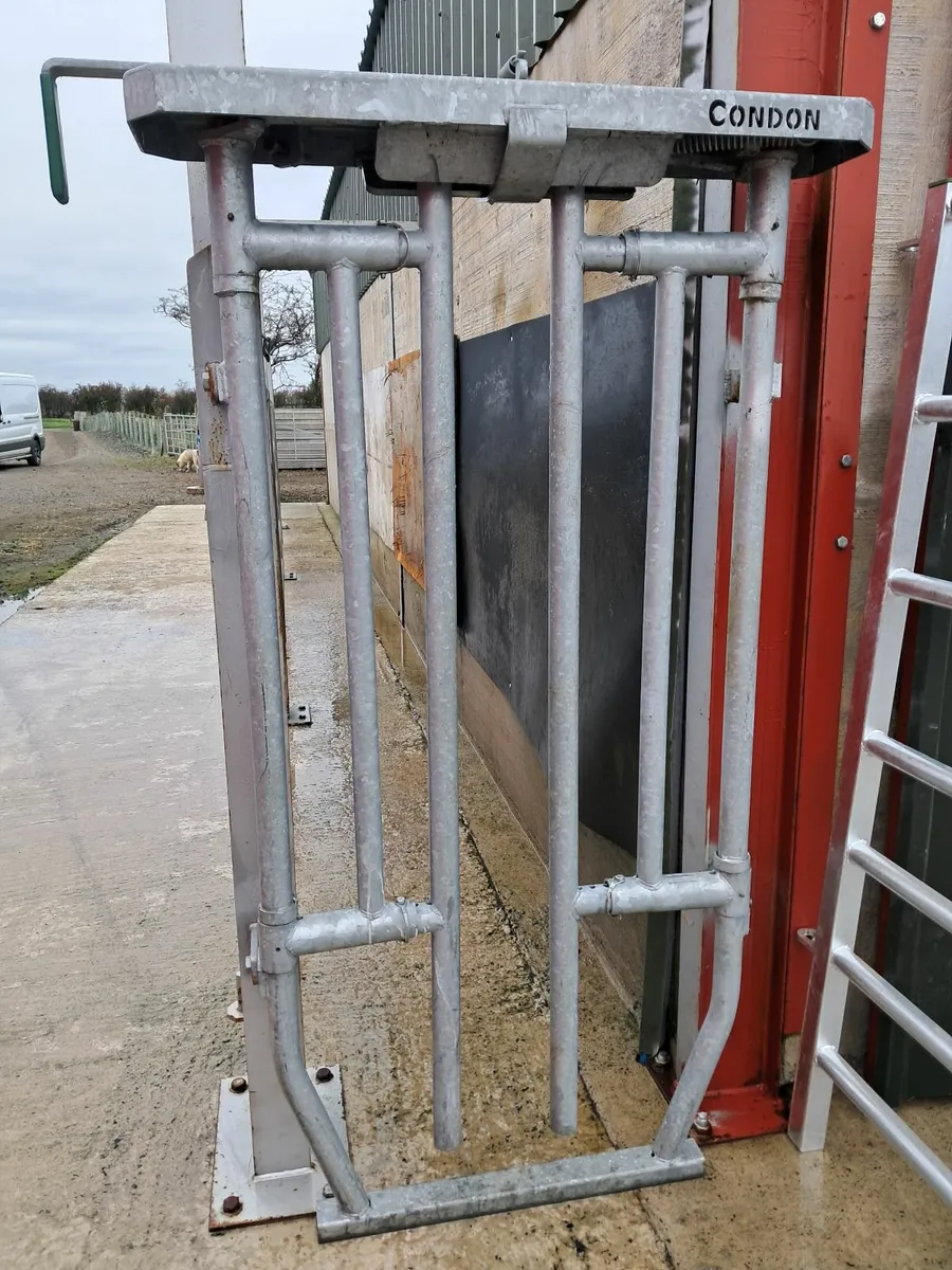 Condon Semi-Auto Cattle Crush Gate – Excellent Con - Image 4