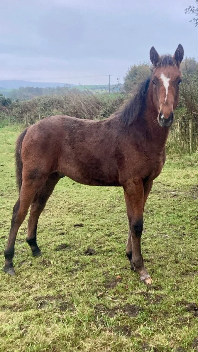 6 month old colt