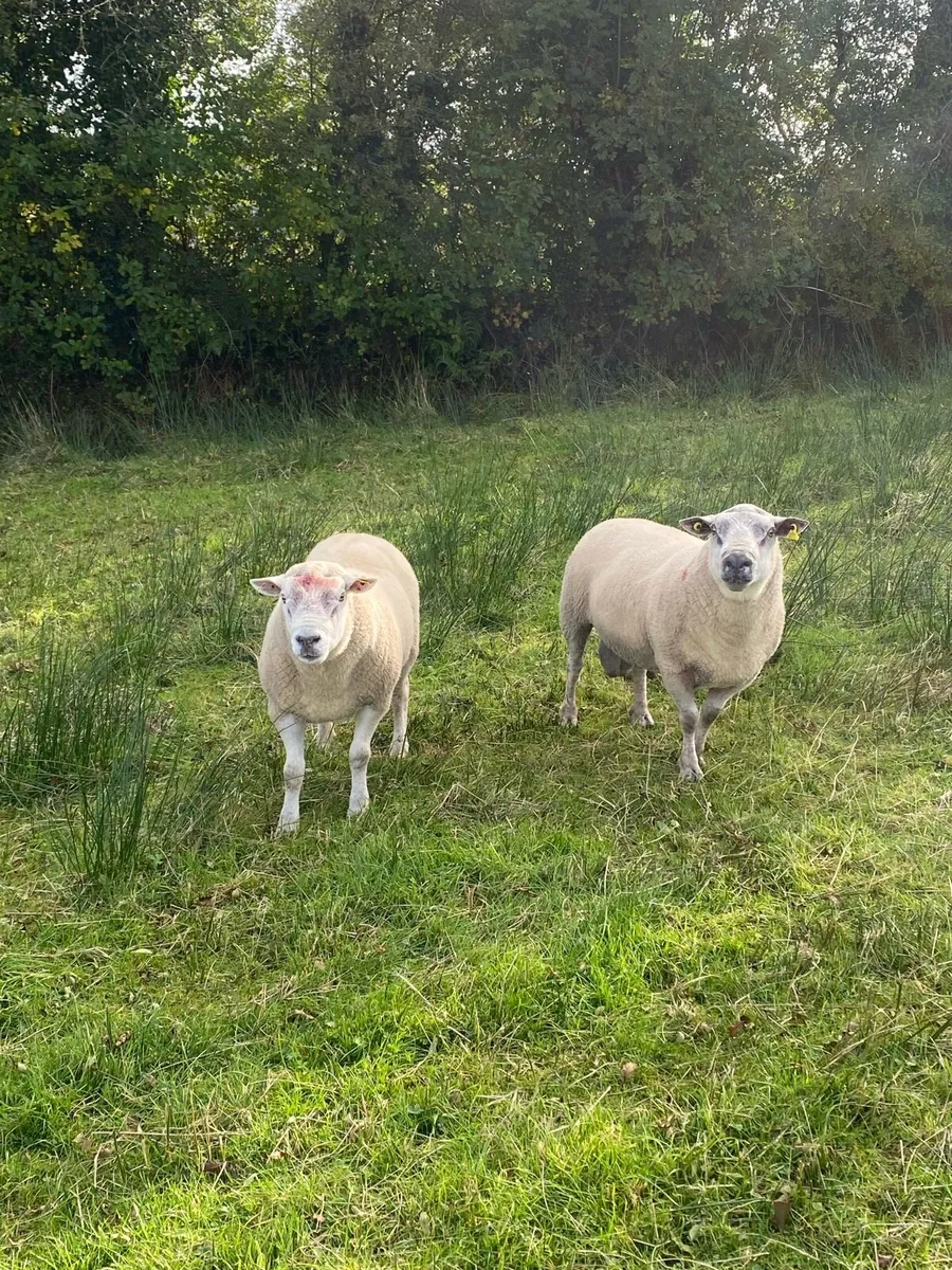 Rams - Image 1