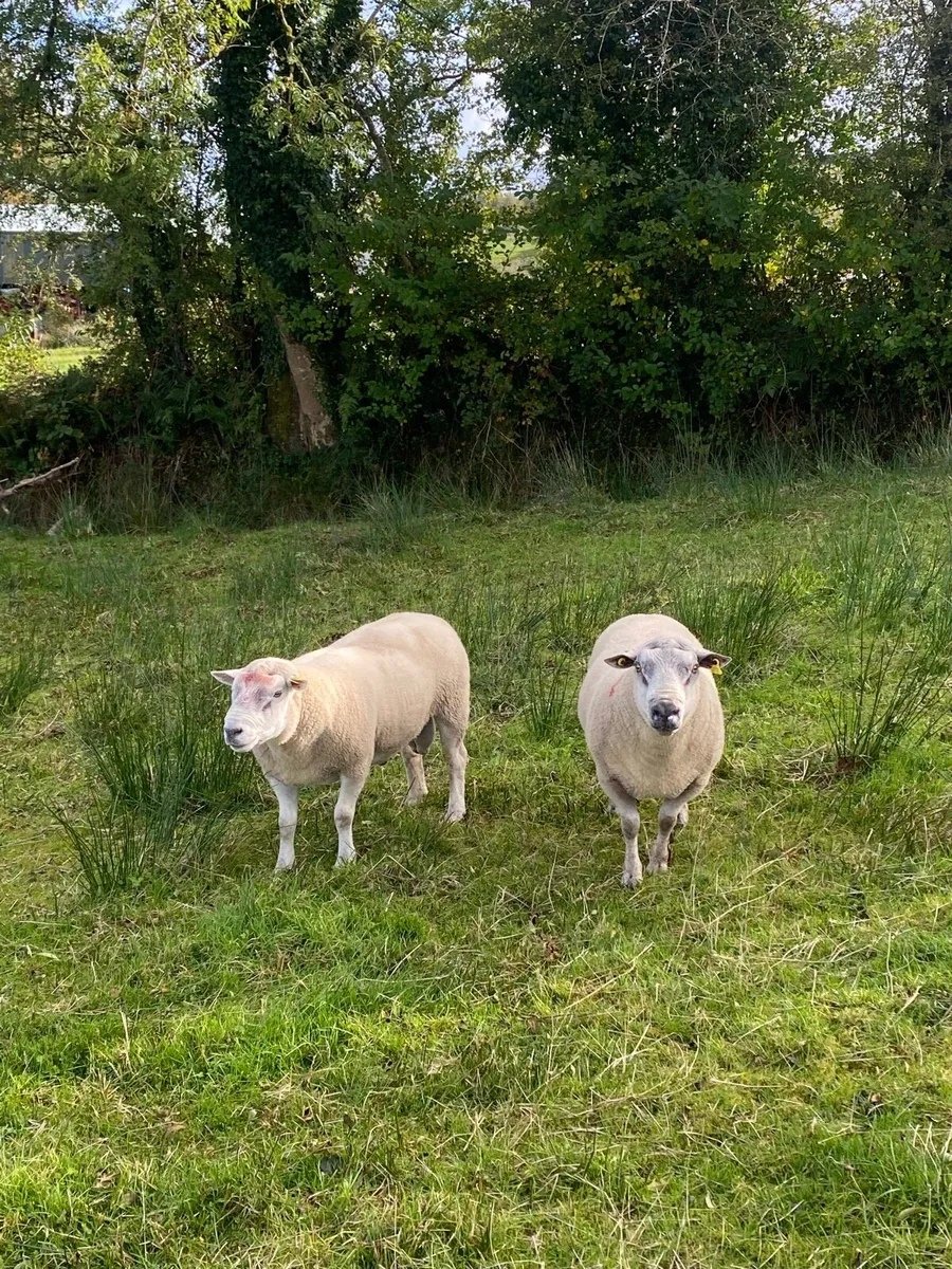 Rams - Image 2