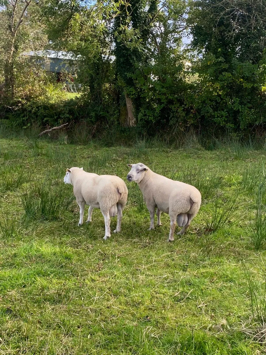 Rams - Image 3