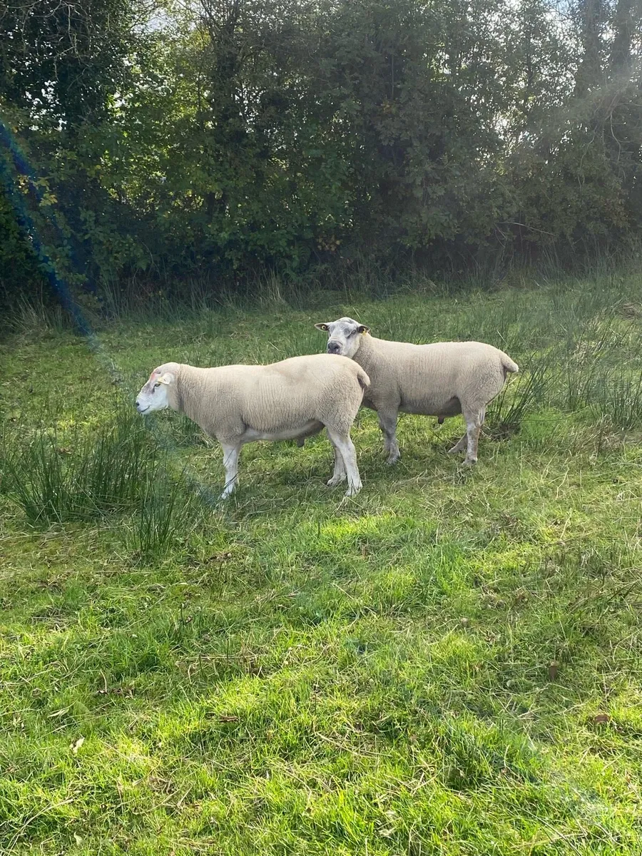 Rams - Image 4