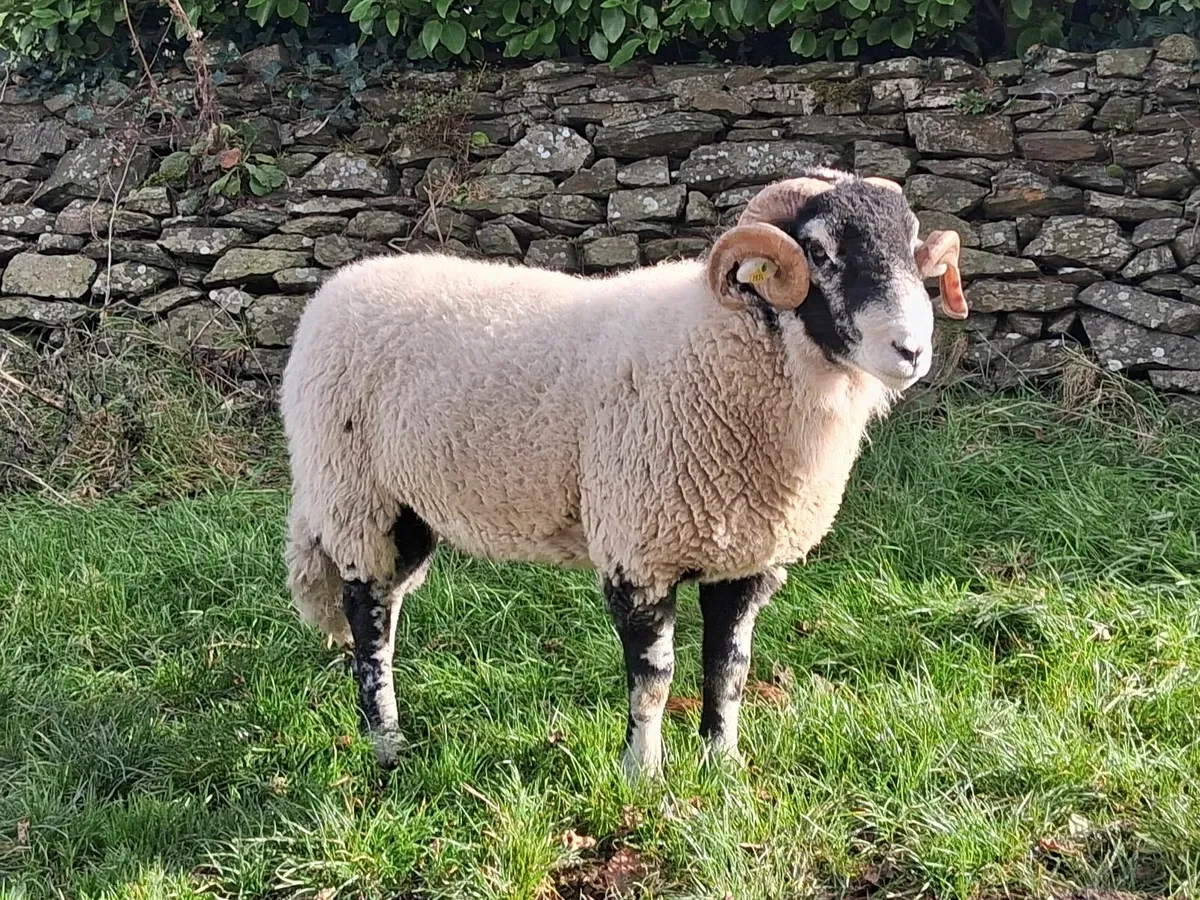 Swaledale hogget rams - Image 1
