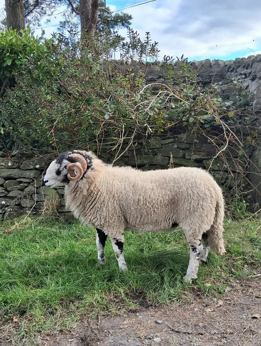 Swaledale hogget rams - Image 2