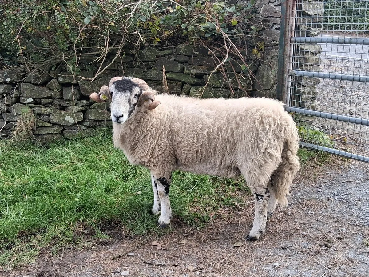 Swaledale hogget rams - Image 3