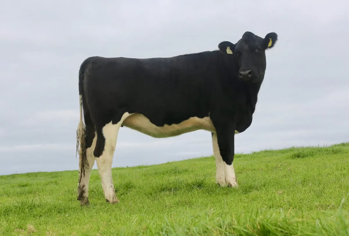 HIGH PROTEIN BRITISH FRIESIAN HEIFERS - Image 1
