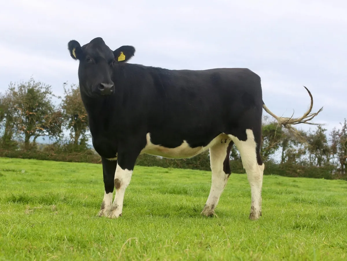 HIGH PROTEIN BRITISH FRIESIAN HEIFERS - Image 2