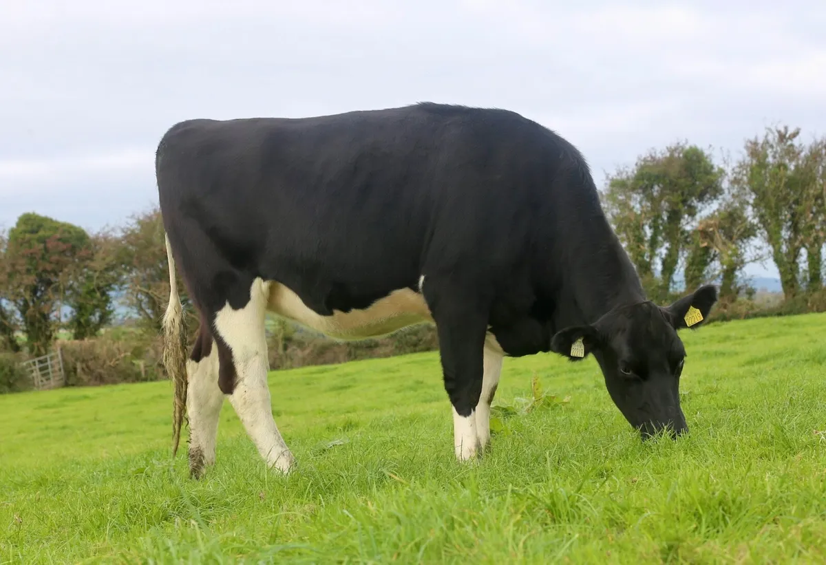 HIGH PROTEIN BRITISH FRIESIAN HEIFERS - Image 3