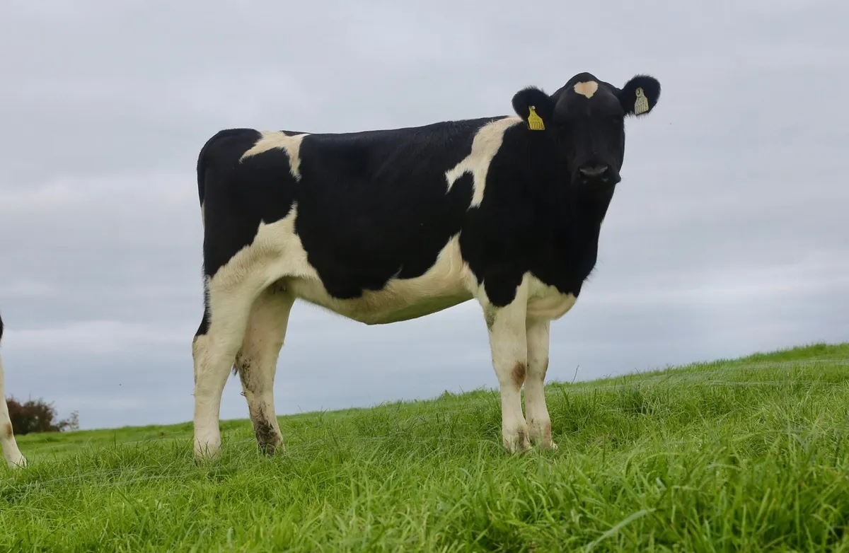 HIGH PROTEIN BRITISH FRIESIAN HEIFERS - Image 4