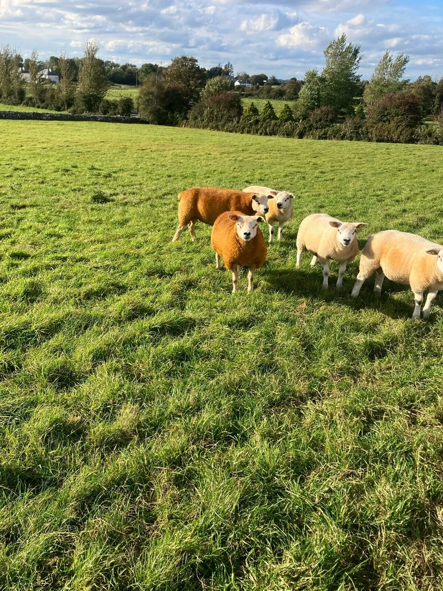 Texel SIS PBR RAM LAMBS - Image 4