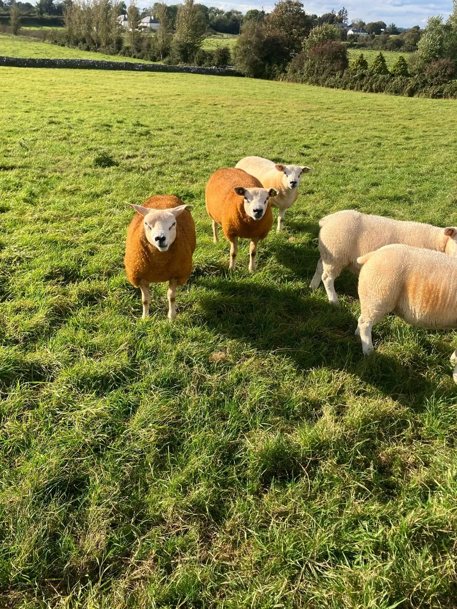 Texel SIS PBR RAM LAMBS - Image 2