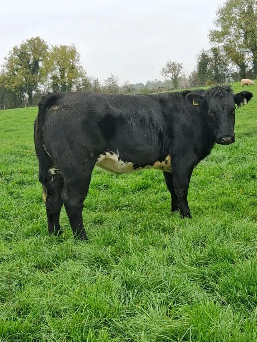 Heifer - Image 1