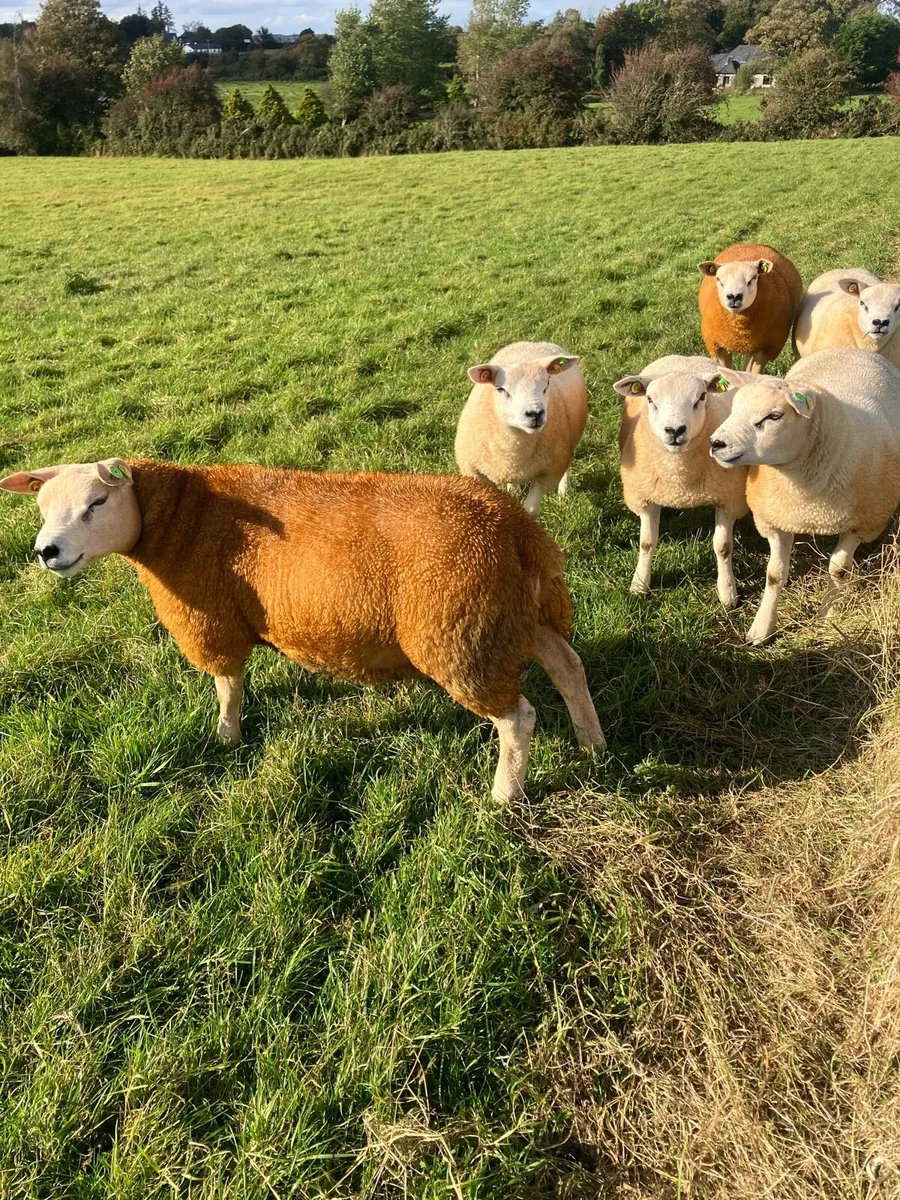 Texel SIS PBR RAM LAMBS - Image 3
