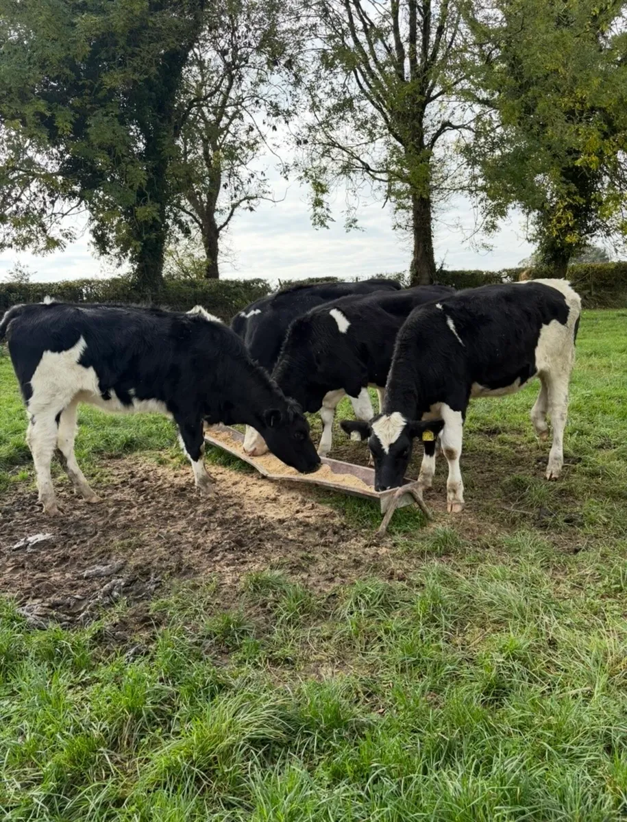 4 260kg suckler bred heifers - Image 1