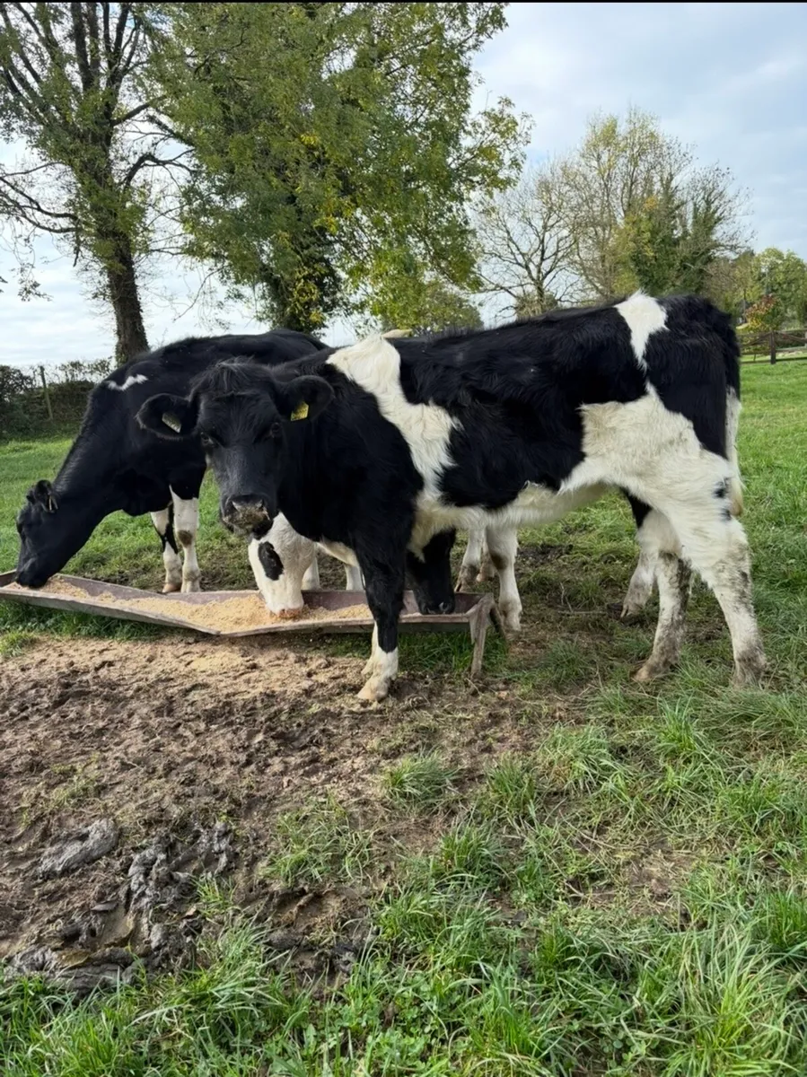 4 260kg suckler bred heifers - Image 2