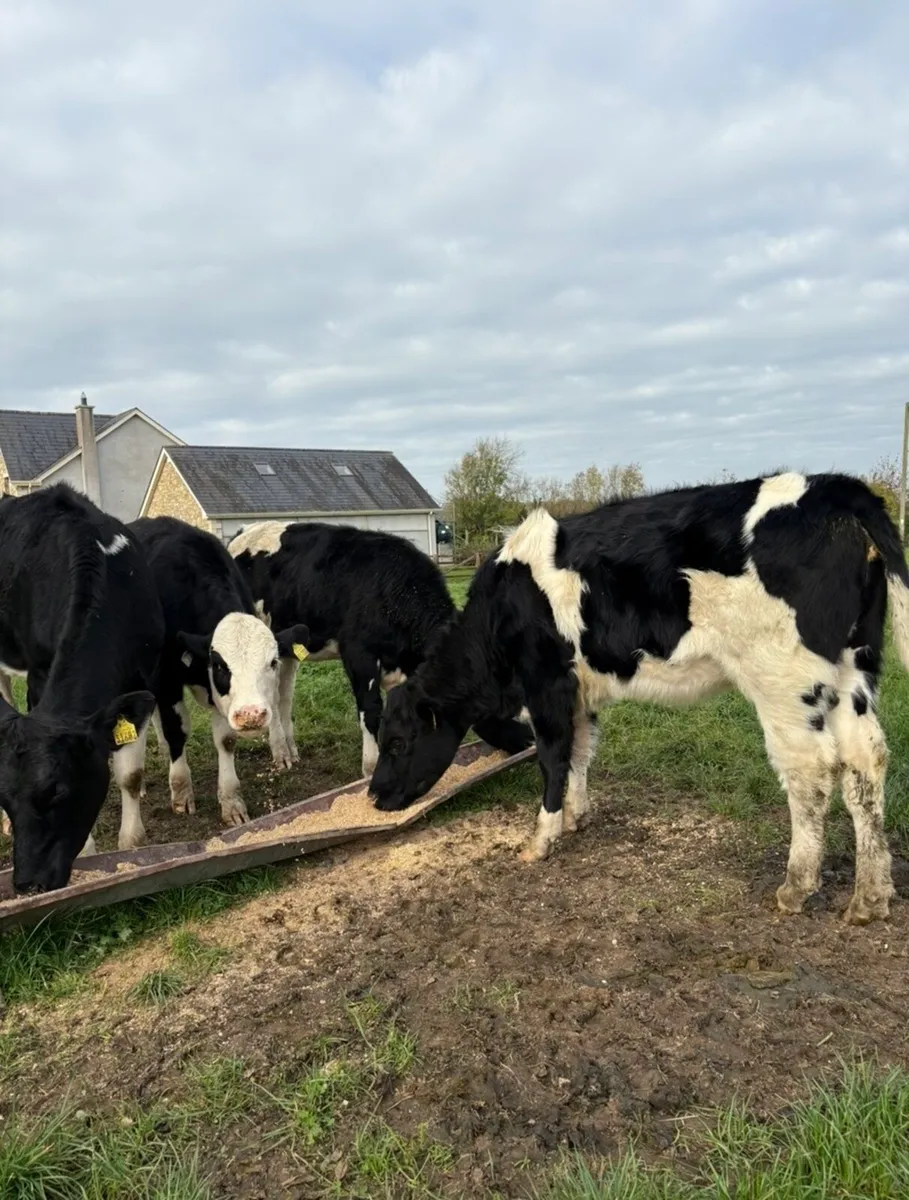 4 260kg suckler bred heifers - Image 3