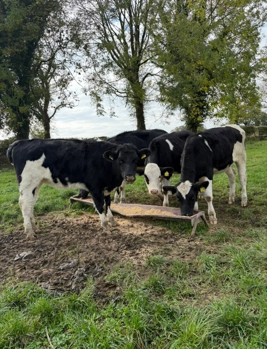 4 260kg suckler bred heifers - Image 4