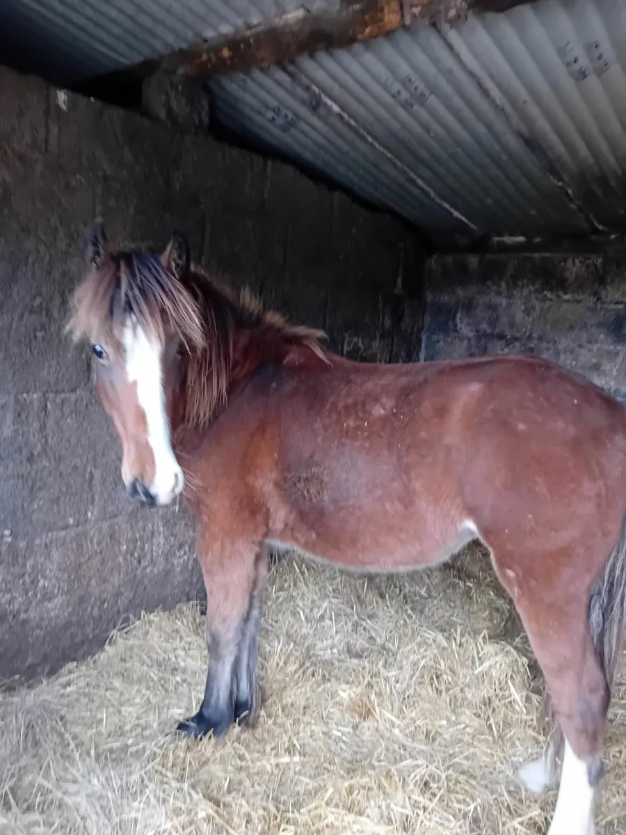 Bay Yearling colt Cob - Image 2