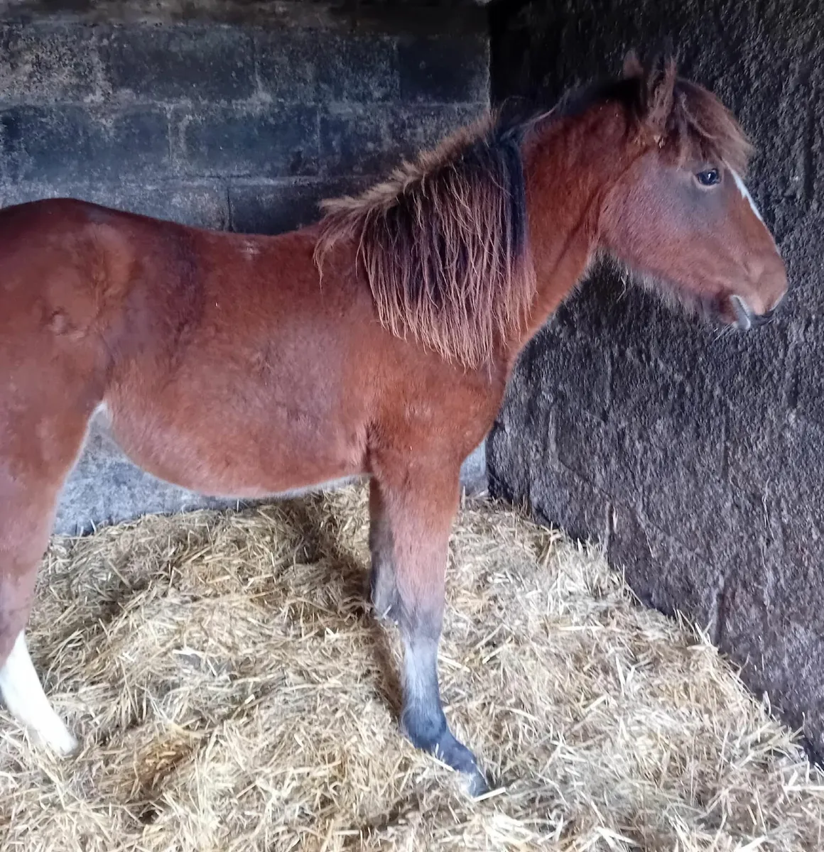 Bay Yearling colt Cob - Image 3