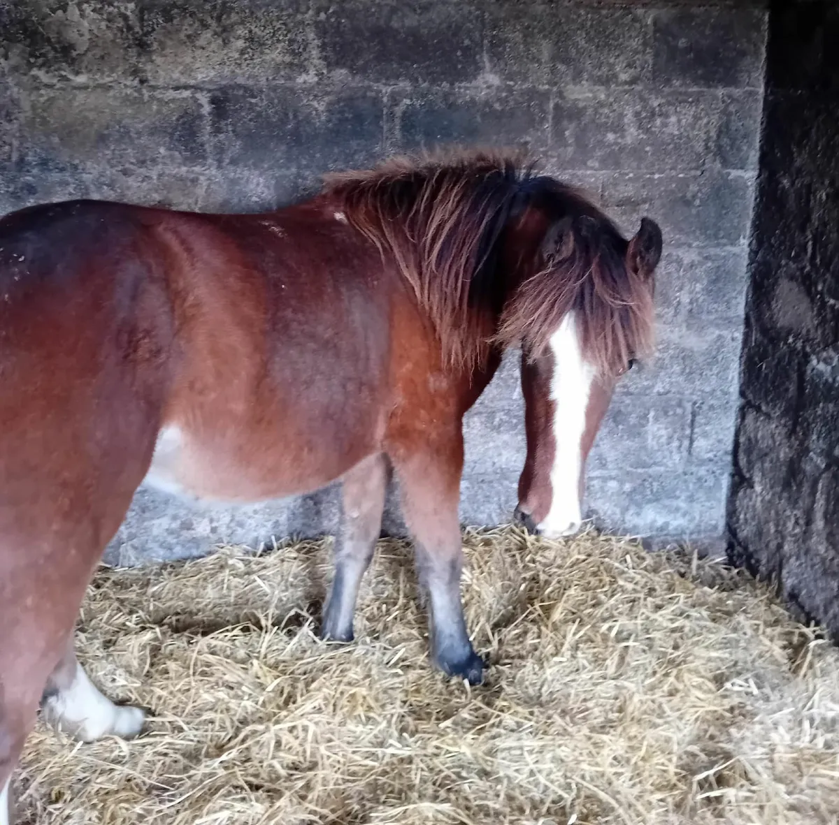Bay Yearling colt Cob - Image 1