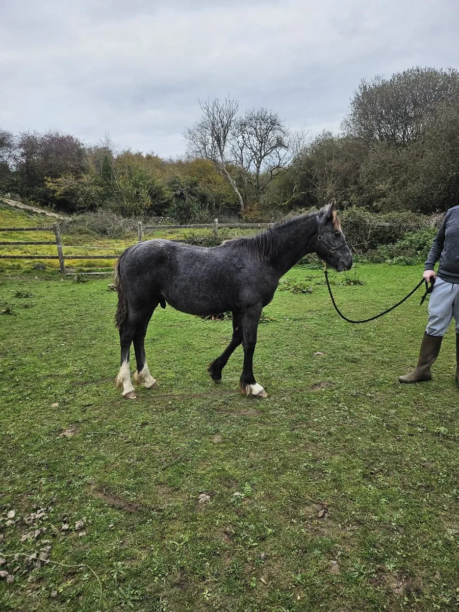 6 month foal - heavy cob and Connemara mare - Image 1