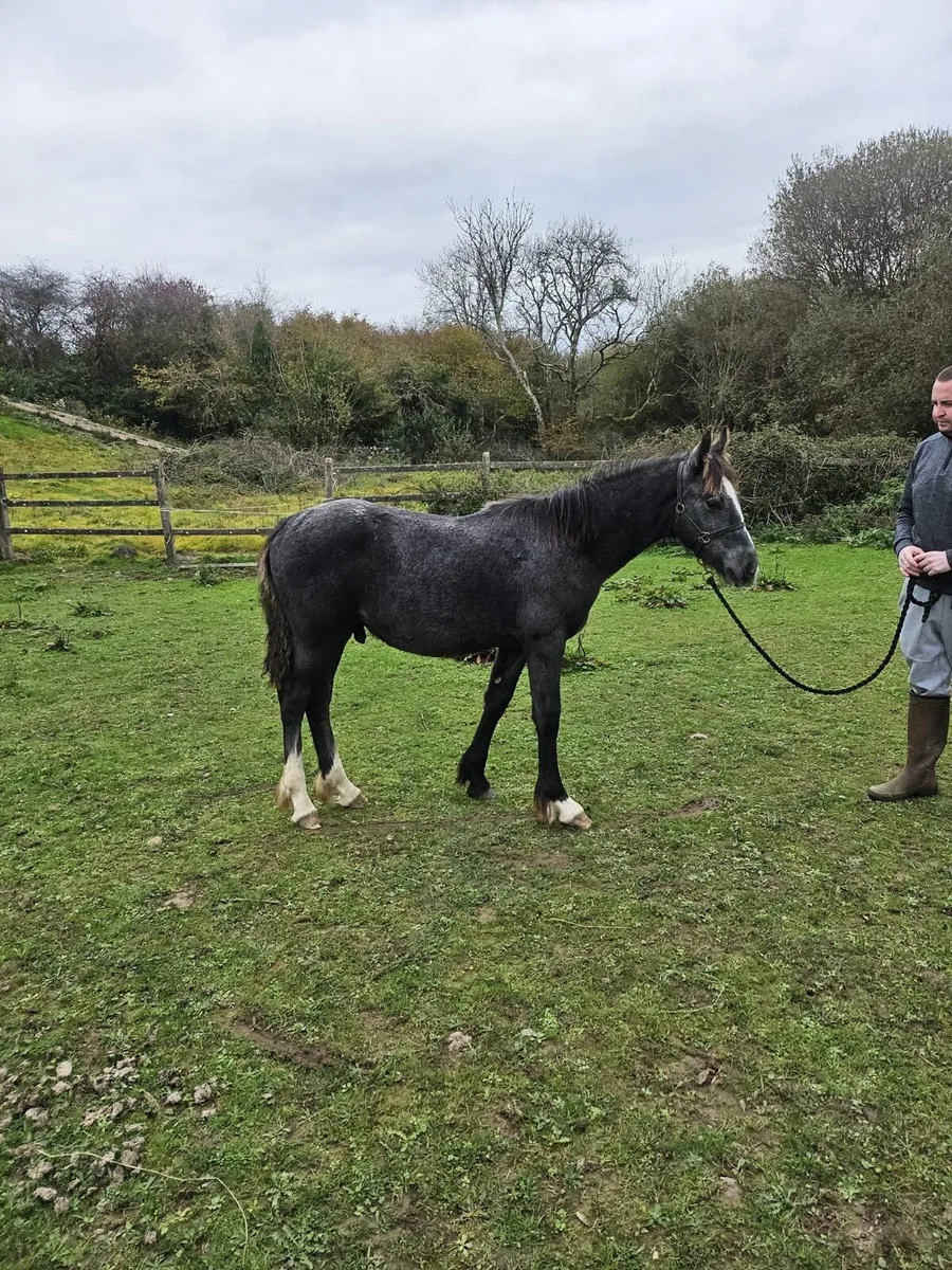 6 month foal - heavy cob and Connemara mare - Image 2
