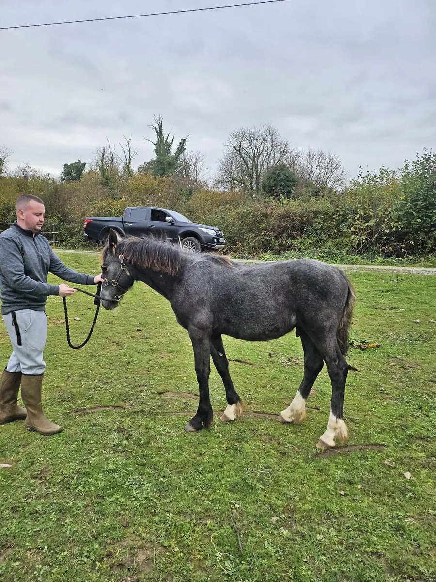 6 month foal - heavy cob and Connemara mare - Image 3