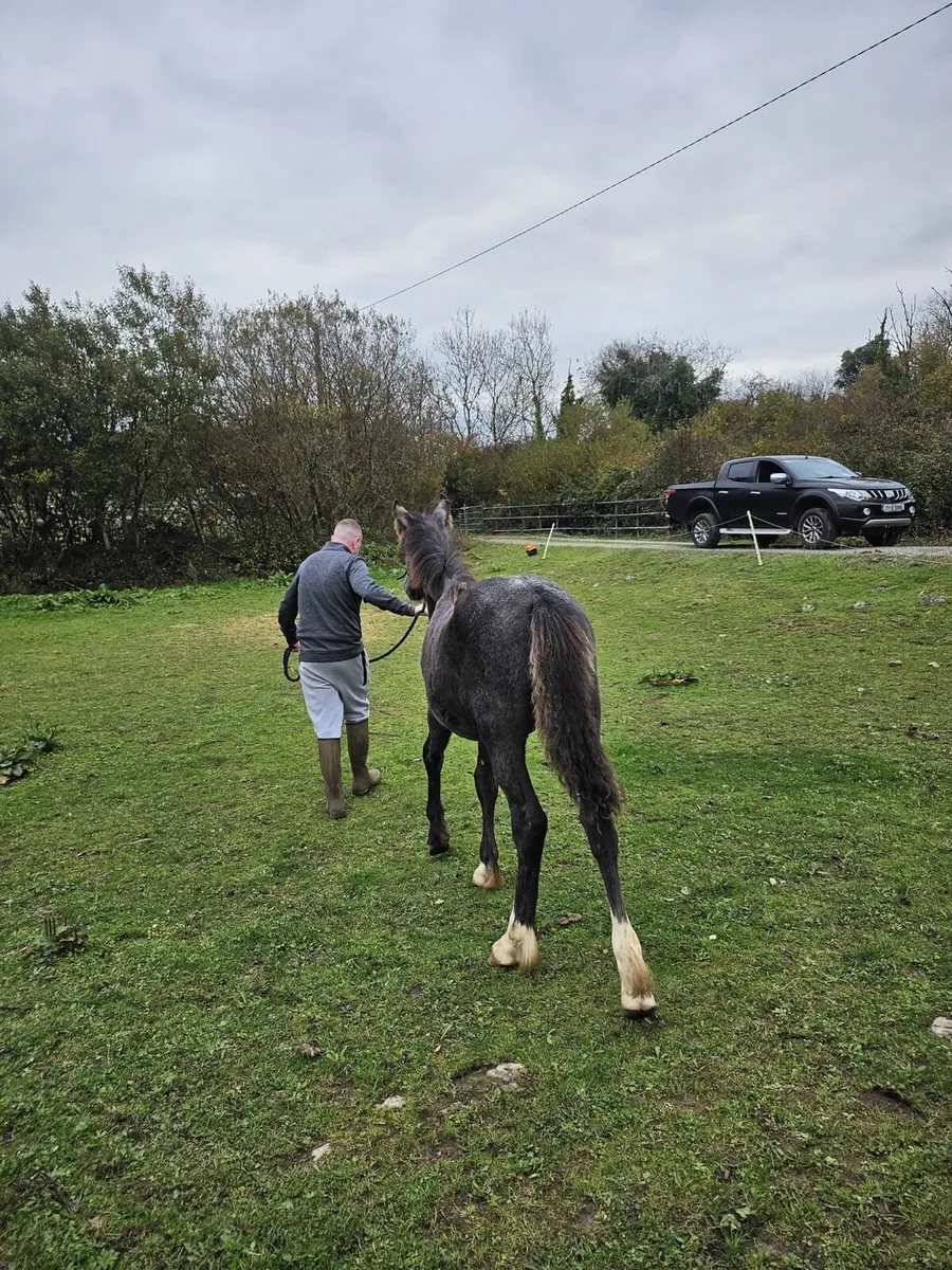 6 month foal - heavy cob and Connemara mare - Image 4